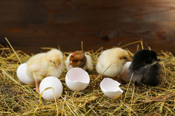 small chicks are on the hay with egg shells on a rustic wooden background. 