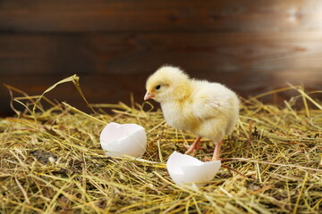 small chick on the hay with egg shells on a rustic wooden background.  © Petr Smagin