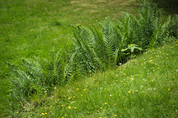 Obraz premium Farn Gras