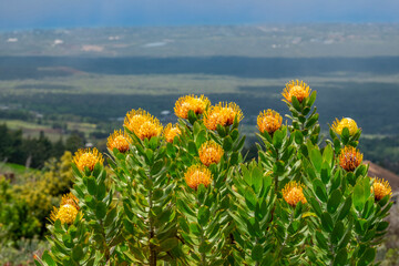 Pincushion flower, Maui, Hawaii, USA.