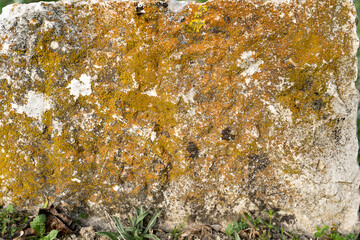 textura de roca con liquen variado en muro