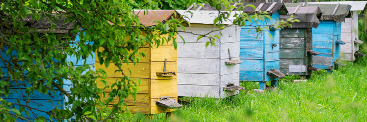 Obraz na płótnie Canvas yellow blue black and white beehives in village garden