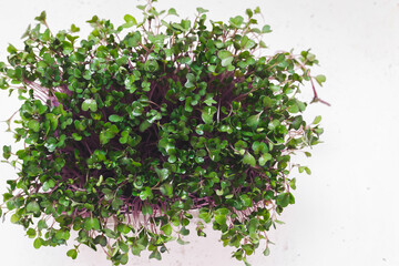 Purple Kohlrabi Micro Greens. Green superfoods. Seed germination at home. Top view