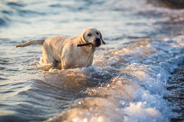 dog labrador on the seashore at sunset