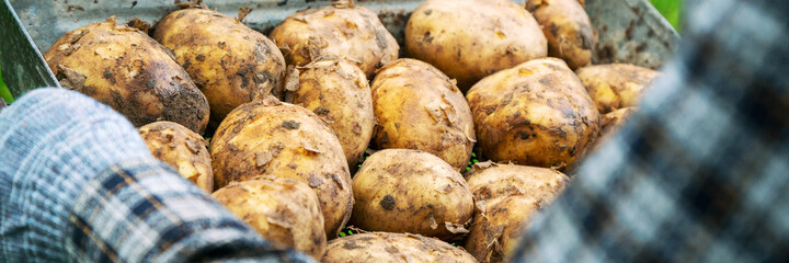 gardener in grey gloves and checkered shirt holds potatoes