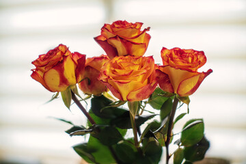 Fototapeta premium A bouquet of red yellow roses, background.