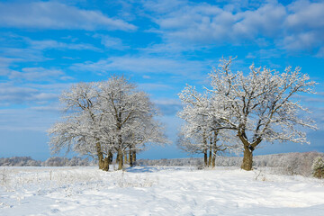 winter landscape on a sunny day