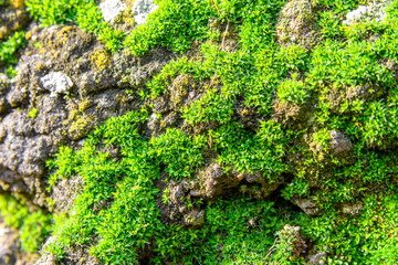 The stones are overgrown with moss. Moss texture is green. Moss background. Green moss on a grunge texture, background.