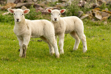 Fototapeta premium Close up of two cute twin lambs in Springtime. Facing forward in green meadow with drystone walling in the background. Yorkshire Dales. No people. Horizontal. Space for copy.