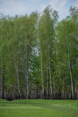 Birch trees covered with green foliage and meadow.