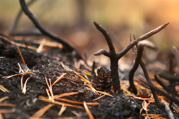 Forest after the fire, burnt grass and bushes.