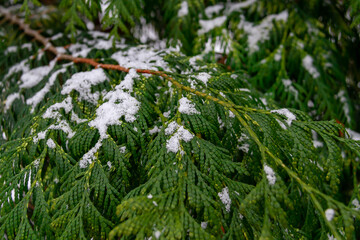 Coniferous branches lightly covered with snow.