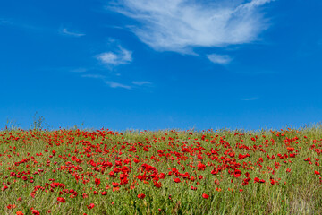 A Field of Red Poppies Beneath a Blue Sky