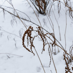 Snow Texture, Winter Scene