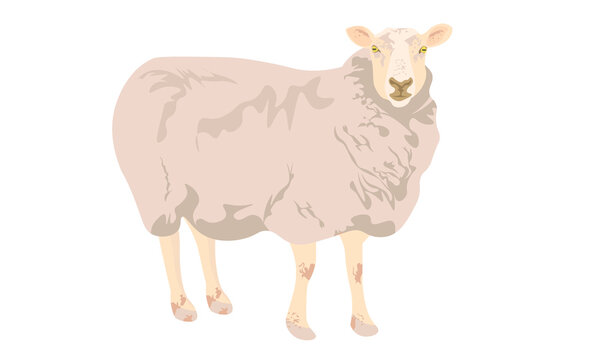 Sheep cartoon vector cute animals on the farm. Sheep for a farm concept. lamb on the background of the pasture. nature field background