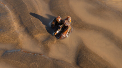 Wilde mussels on Wavelets formed on the sand and silty-clay shore. Pattern. Brown and gold colors. Sand patterns on the beach at low tide. Atalaya, Buenos Aires. La Plata River.