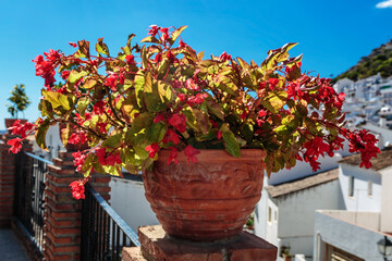 Pot with flowers on the table