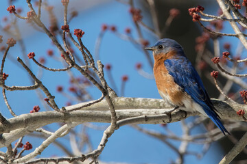 Mr Bluebird 3