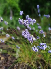 beautiful soft blue bell-shaped inflorescences of blooming Allium on a blurred green background. Flower Wallpaper