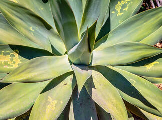Naklejka na ściany i meble Close up of agave plant, green leaves with yellow spots