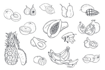 Tropical fruits. Vector  illustration