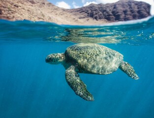 Swimming with Wild Green Sea Turtles in Hawaii 
