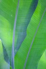 USA, Hawaii, Kauai, Banana leaves