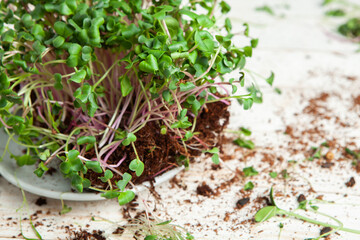 Organic raw green food. Different types of micro green dill sprouts. Vegan salad from microgreens.