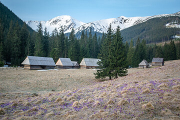 Krokusy, Dolina Chochołowska, Wiosna, Tatry © pracowniaimago.pl