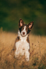 Beautiful brown border collie puppy enjoying outdoors at sunset. 