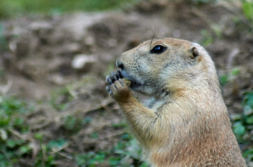 Portrait of a small gopher eating with two hands on the blurred background
