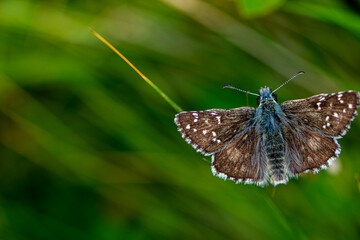 Top view of beautiful brown butterfly with white dots