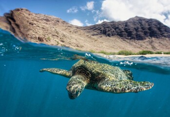 Fototapeta premium Swimming with Wild Green Sea Turtles in Hawaii 