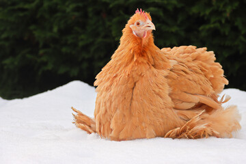 Huhn im Schnee
