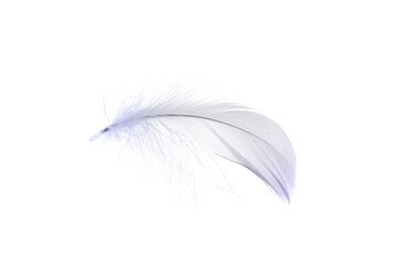 Feather macro. Multicoloured pastel angel feather closeup texture isolated on white background in...