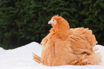 Huhn im Schnee
