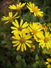 yellow flowers in the garden