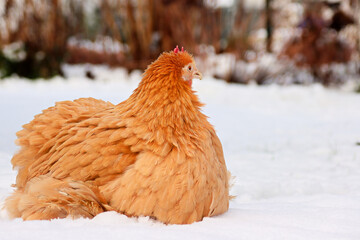 Huhn im Schnee