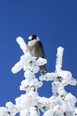 Canada Jay