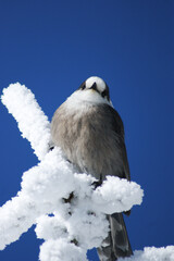 Canada Jay