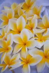 Deurstickers VS, Hawaï, Maui, Kapalua kleurrijke plumeria gevallen bloemen © Danita Delimont