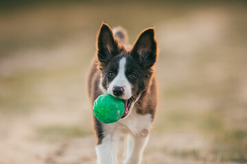 Beautiful border collie puppy enjoying sunset outdoors. 