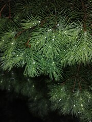 Fir branches and needles in the dark and dew, nature