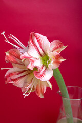 White-pink flowers of Amaryllis flower or Hippeastrum Gervase against red background with empty space.
