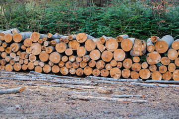 chopped wood by a lumberjack stacked in the forest