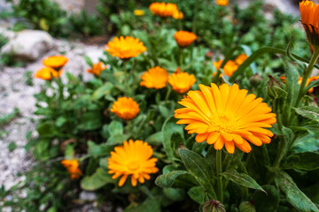 yellow flowers in the garden