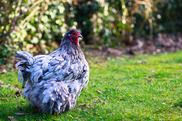 Huhn im Garten