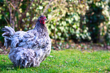 Huhn im gr&uuml;nen Garten