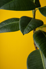 Dark green leafs of a Ficus house plant in front of a yellow background.