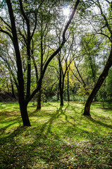 Obraz premium Nature background green trees in forest